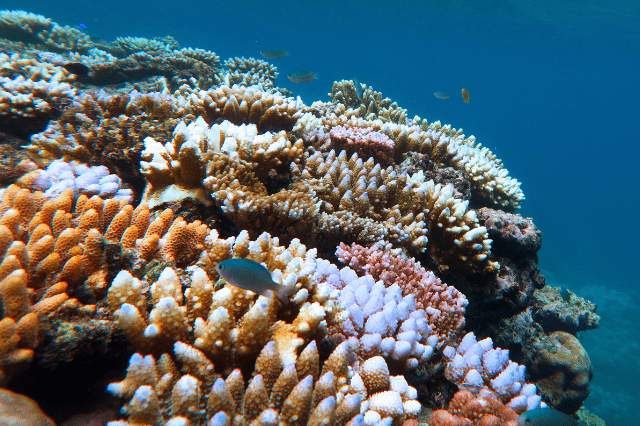 Destination Great Barrier Reef