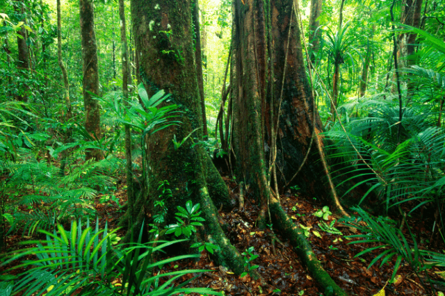 lush rainforest