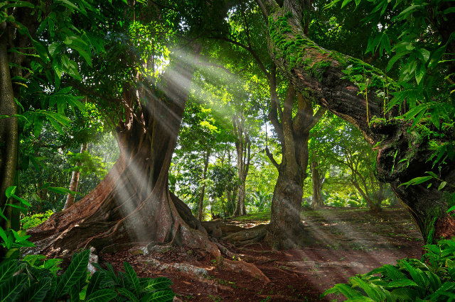 sun peeking through rainforest